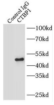 CTBP1 Antibody