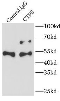 CTPS1 Rabbit Polyclonal Antibody
