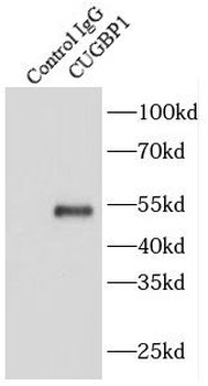 CELF1 Antibody