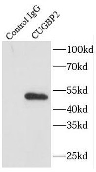 CELF2 Rabbit Polyclonal Antibody