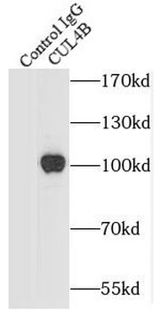 CUL4B Rabbit Polyclonal Antibody