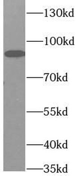 CX3CL1 Antibody