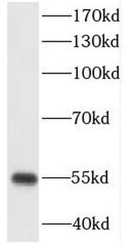 CXADR Antibody