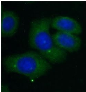 CXCL14 Antibody