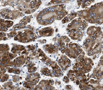 CXCL14 Antibody
