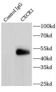 CXCR1 Antibody