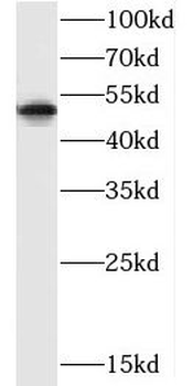 CXCR1 Antibody