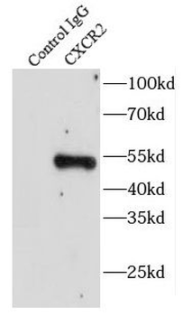 CXCR2 Antibody