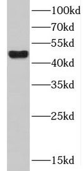 CXCR2 Antibody
