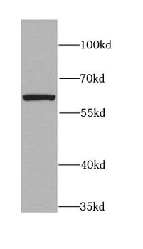 CXCR4 Antibody