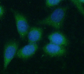 CCNB1 Rabbit Polyclonal Antibody