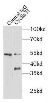 CCNH1 Rabbit Polyclonal Antibody