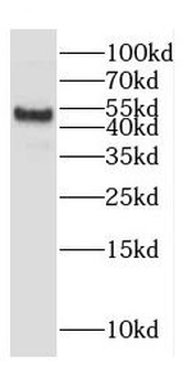 CYP11A1 Antibody