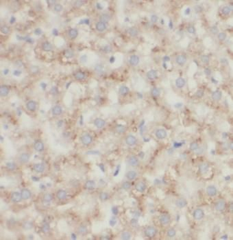 CYP3A4 Antibody