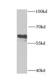CYP46A1 Antibody