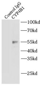 CYP4B1 Antibody