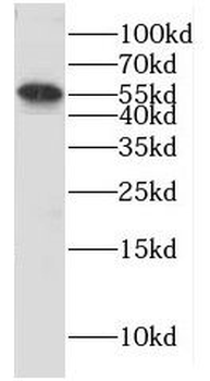 CYP4B1 Antibody