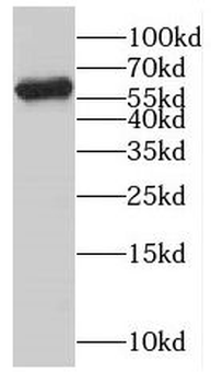 CYP4F3 Antibody
