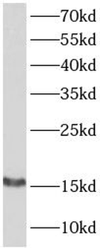 CST3 Antibody