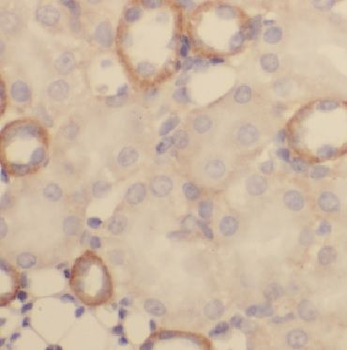 CST3 Antibody