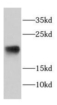 DAND5 Antibody