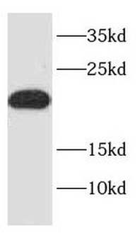 NDUFA12 Rabbit Polyclonal Antibody