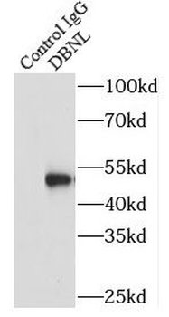 DBNL Antibody