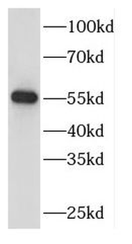 DBNL Antibody