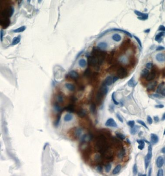 DCD Rabbit Polyclonal Antibody