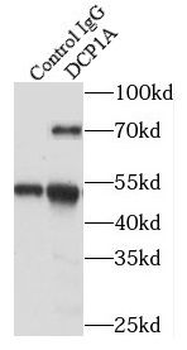 DCP1A Antibody