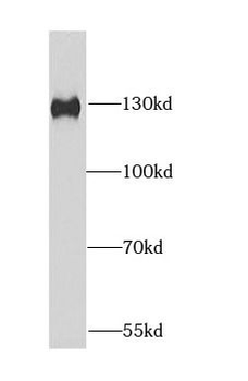 DDB1 Antibody