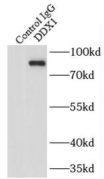 DDX1 Antibody