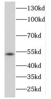 DDX39A Rabbit Polyclonal Antibody