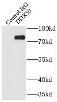 DDX50 Rabbit Polyclonal Antibody