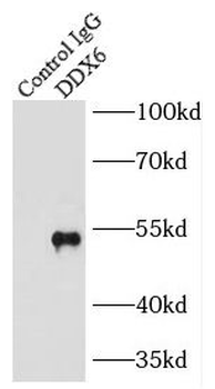 DDX6 Rabbit Polyclonal Antibody
