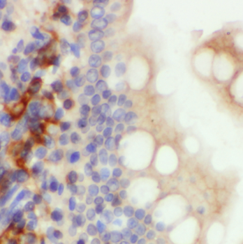 DEFB1 Rabbit Polyclonal Antibody