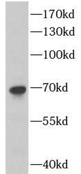 DLAT Antibody