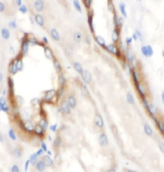 DLAT Antibody