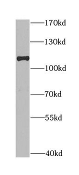 DLG1 Antibody