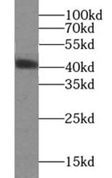 DNAJB1 Antibody
