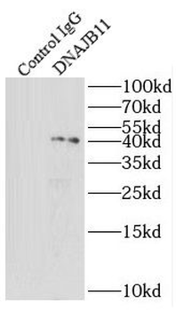 DNAJB11 Antibody