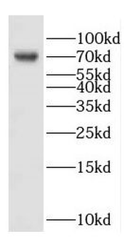 DNAJC2 Antibody