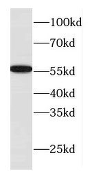 DNAJC7 Antibody