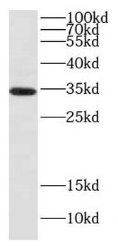 DNALI1 Rabbit Polyclonal Antibody