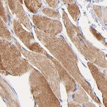 DNASE1L1 Rabbit Polyclonal Antibody
