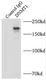 DNMT1 Antibody