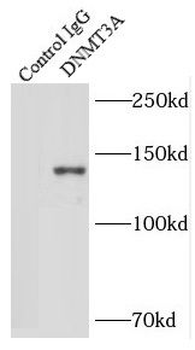 DNMT3A Rabbit Polyclonal Antibody