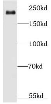 DOCK3 Rabbit Polyclonal Antibody