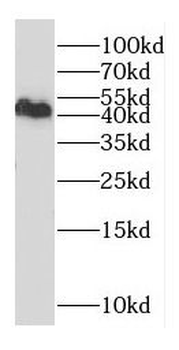 DXO Antibody