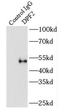 DPF2 Antibody